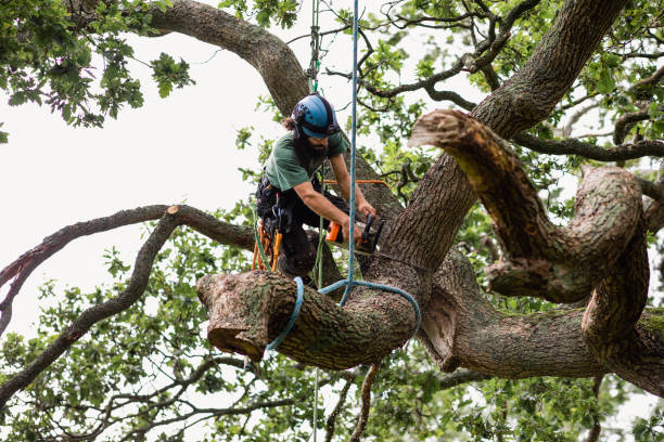 How Our Tree Care Process Works  in  Floydada, TX