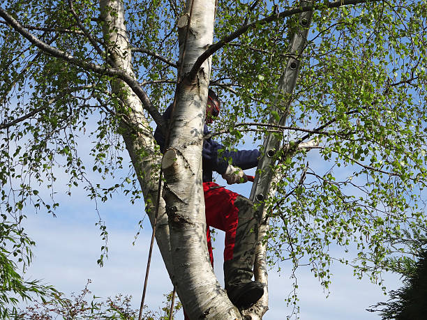 Pest Control for Lawns in Floydada, TX